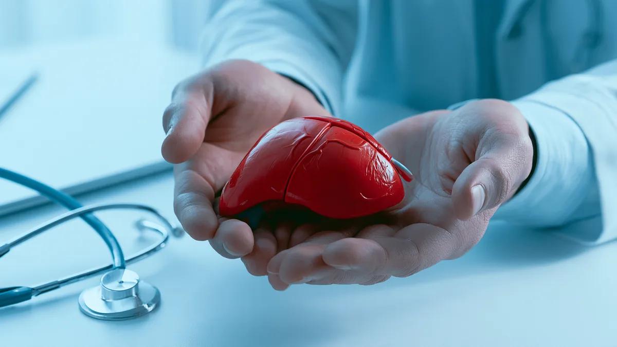 Mains d'un médecin tenant un modèle anatomique de foie sur un bureau blanc avec un stéthoscope